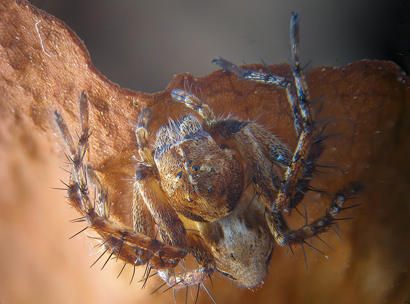 Philodromidae? No ,Oxyopes cfr. ramosus -  Palude Brabbia (VA)